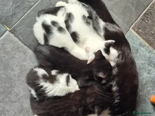 Mixed Breed cats Beautiful magpie/tuxedo - Advert 1