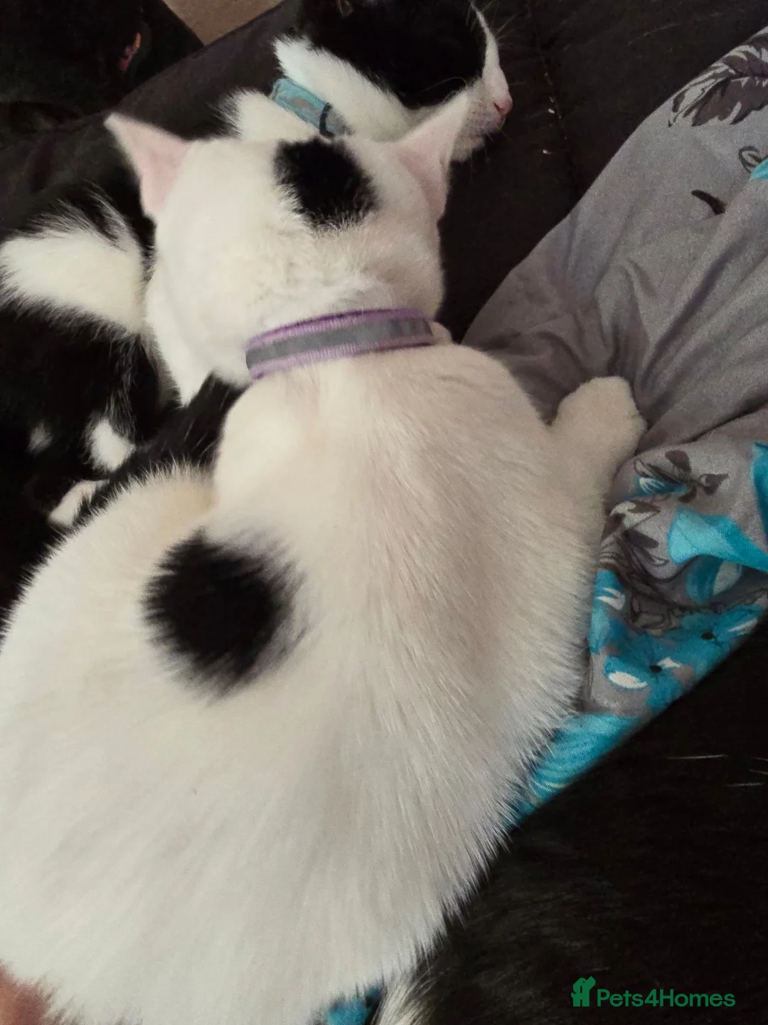 British Shorthair cats for sale: Lovely white kitten with black tail  in Corby - Advert 4