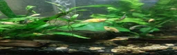 Live Bearers fish for sale: Active Guppies for Sale (Blue Lace Parents) in Woking - Advert 7