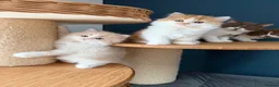 British Longhair cats for sale:     🤎 British Longhair Boys Ready End July in Beverley - Advert 10