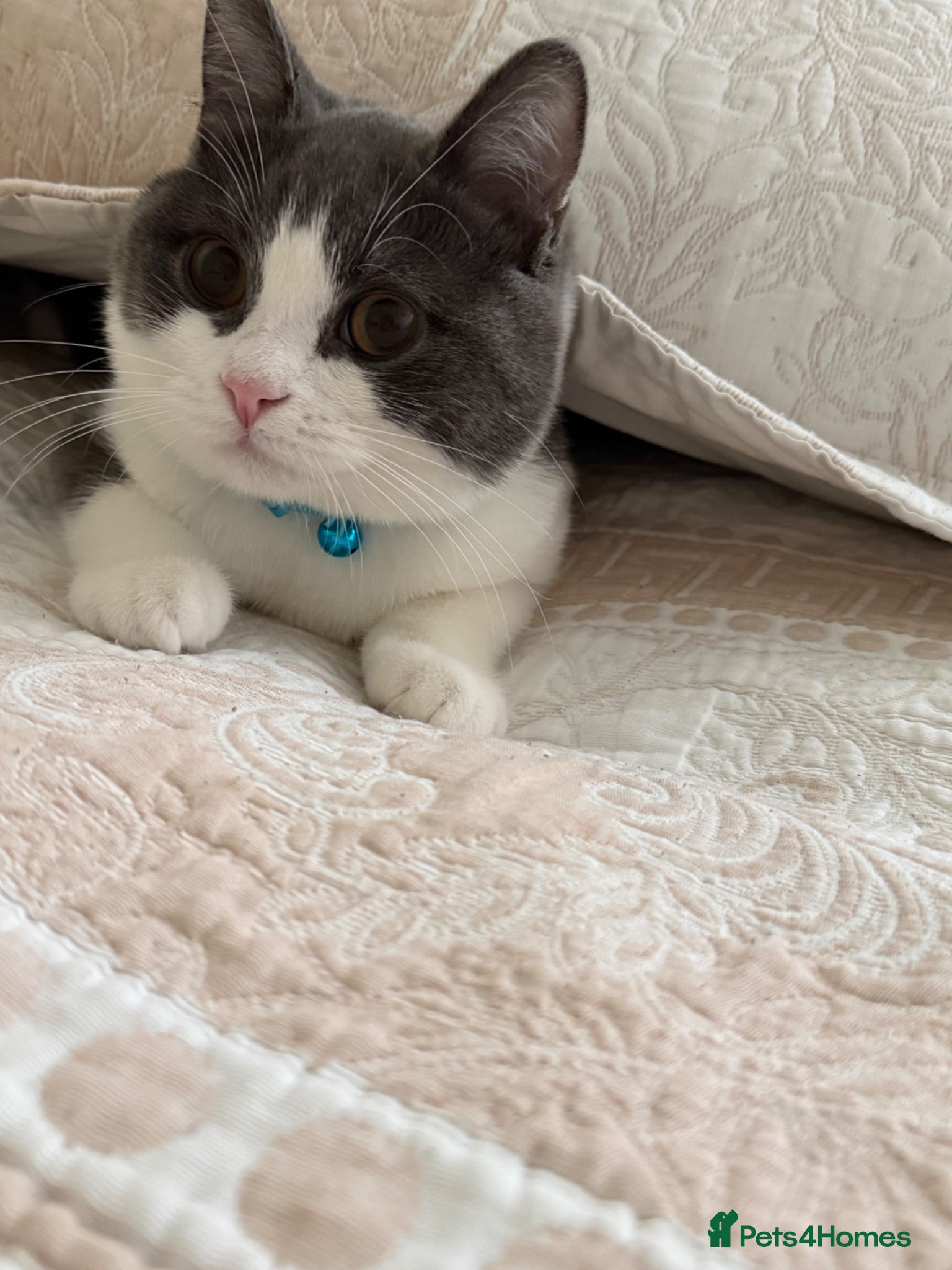 British Shorthair cats Beautiful 8-Month-Old Male British Shorthair - Advert 1