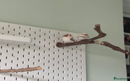 Finches birds for sale: Zebra Finches + Cage Setup - Image 4