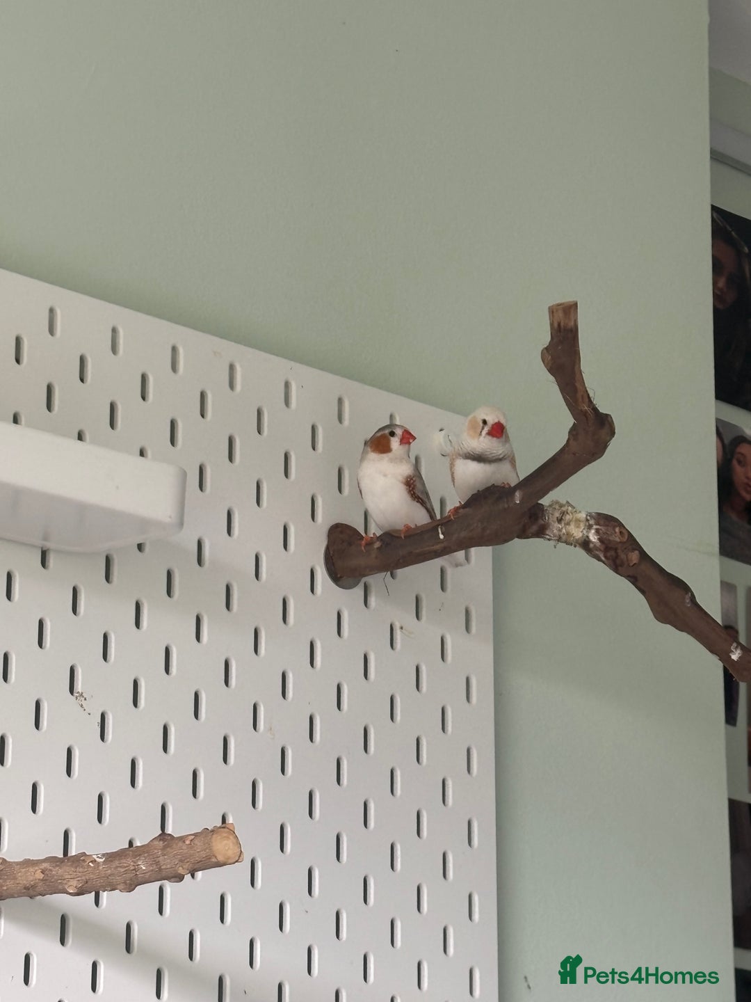 Finches birds for sale: Zebra Finches + Cage Setup - Image 4