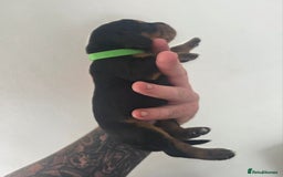Bocker dogs for sale: 7x Bocker pups (born 22/06/2025) - Image 10