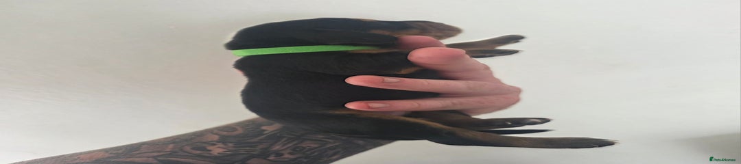 Green collar