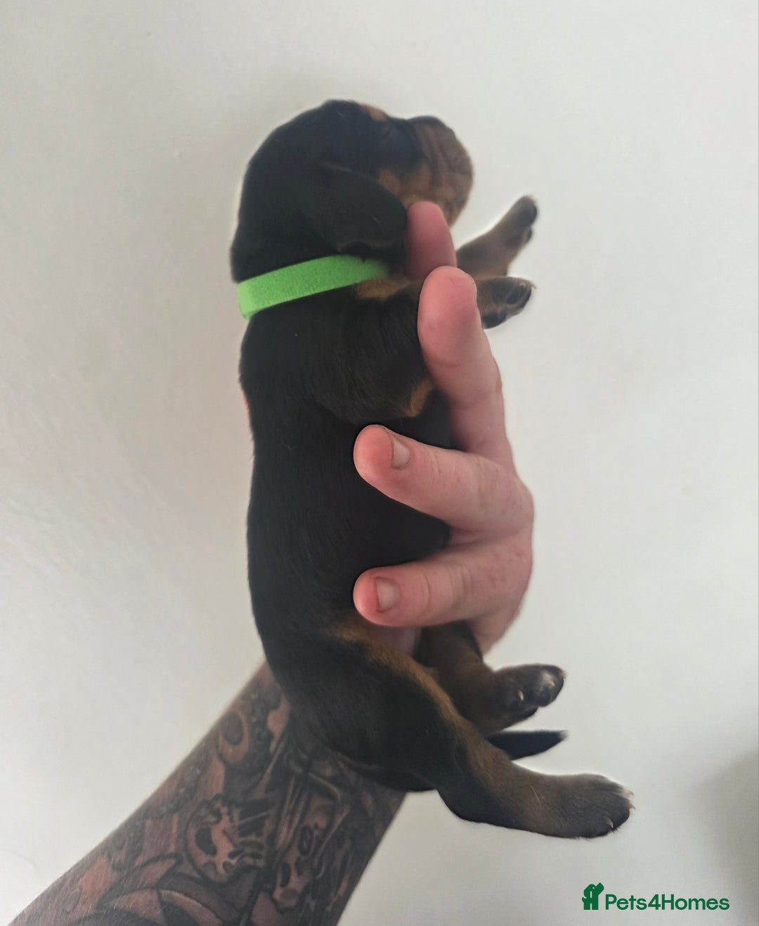 Bocker dogs for sale: 7x Bocker pups (born 22/06/2025) - Image 10