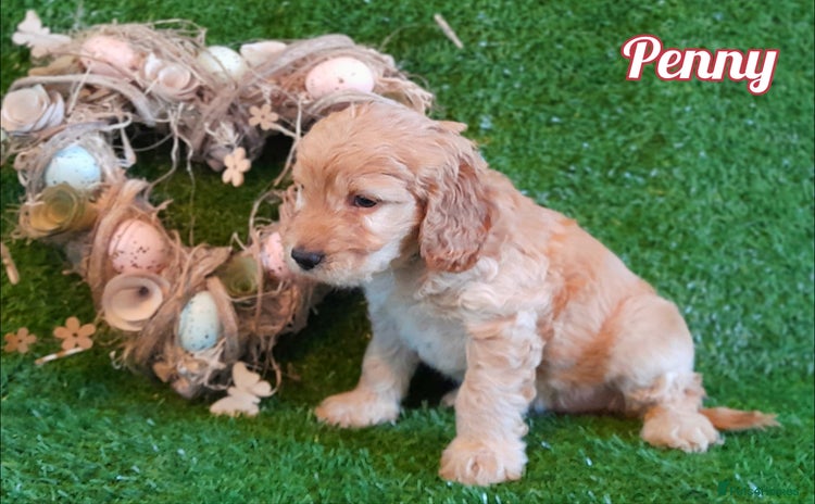 Cockapoo dogs Stunning F1 Cockapoos Available - Advert 15