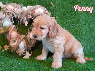 Cockapoo dogs Stunning F1 Cockapoos Available - Advert 12