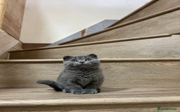 British Shorthair cats for sale: British shorthair kittens  - Image 8