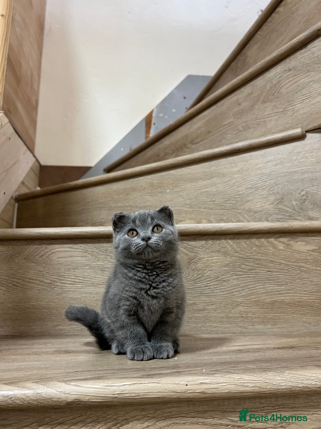 British Shorthair cats for sale: British shorthair kittens  - Image 8