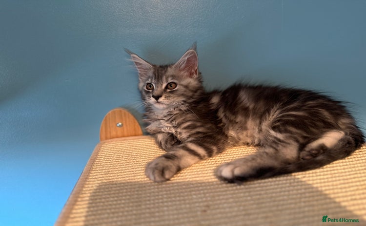 Maine Coon cats - Advert 3