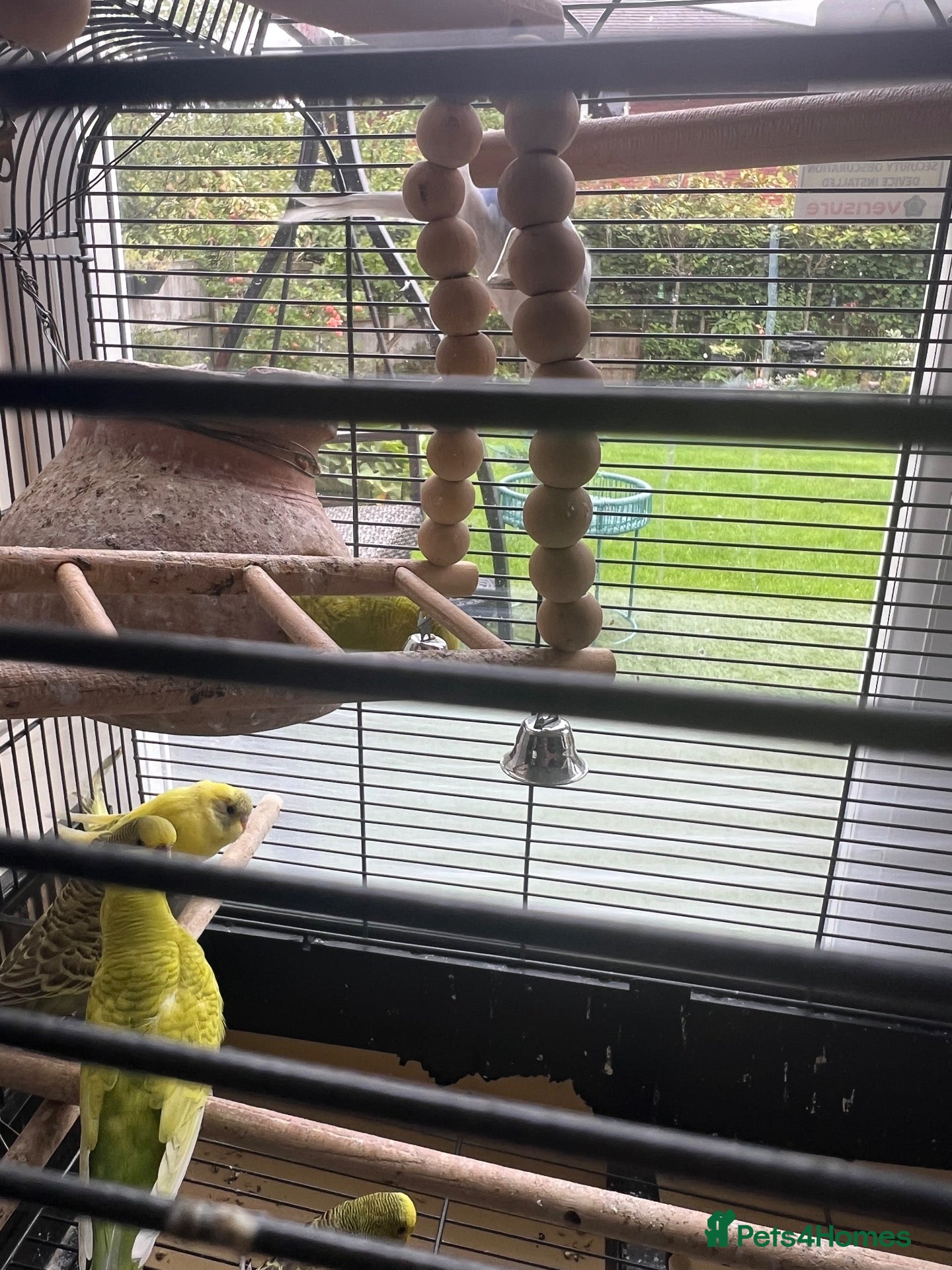 Budgerigars birds 2  Young healthy budgies for sale - Advert 2