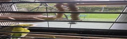 Budgerigars birds for sale: 0 enclosure (budgies) for sale - Advert 2