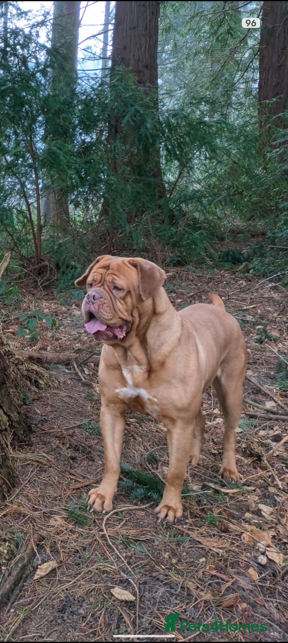 Dogue De Bordeaux dogs Puppy for sale  - Advert 4