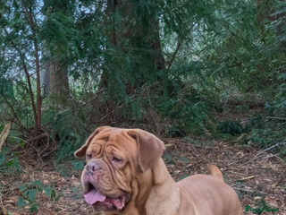 Dogue De Bordeaux dogs Puppy for sale - Advert 3