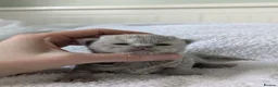 British Shorthair cats for sale: GCCF registered British Shorthair Kittens - Advert 6