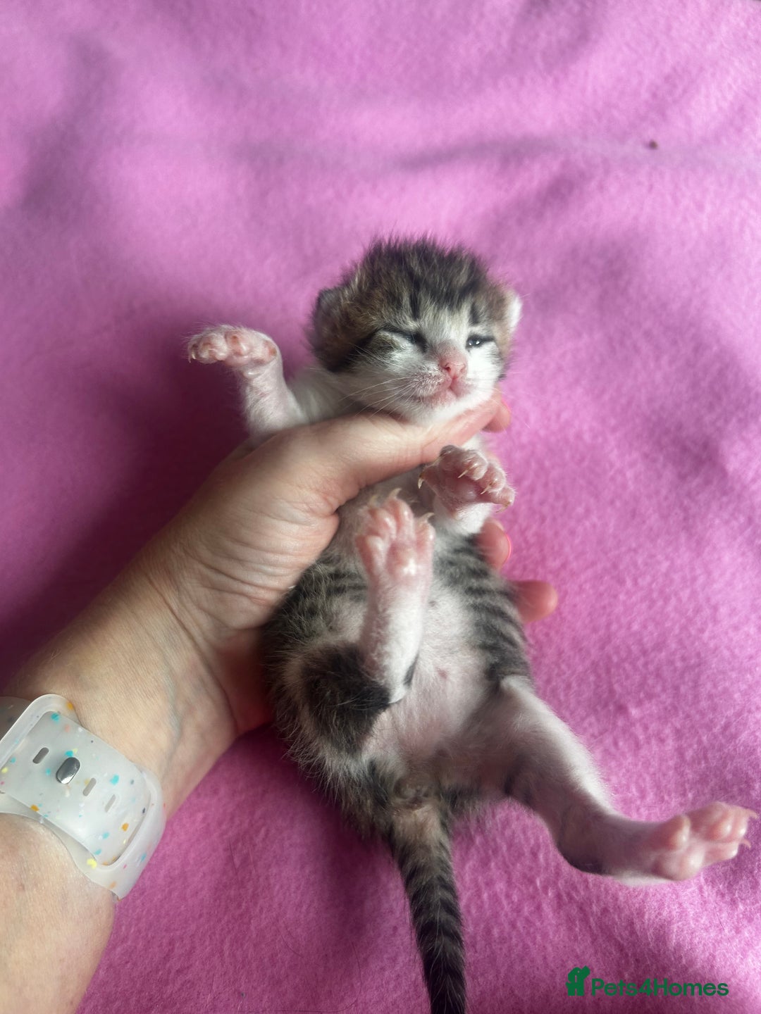Mixed Breed cats for sale: 2 beautiful tabby girls and 1 Black & white Boy - Image 6