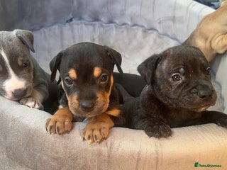 Staffordshire Bull Terrier dogs for sale - Advert 1