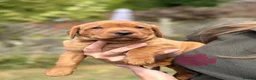 Labrador Retriever dogs for sale: KC Registered Fox Red Working Labrador Puppies in Huddersfield - Advert 12