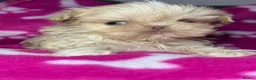 Shih Tzu dogs for sale: Tiny imperial shihtzu puppies - Advert 1