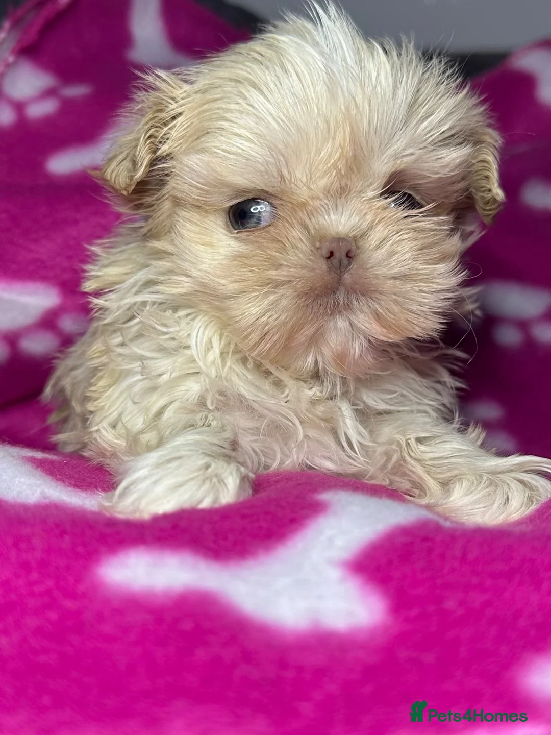 Shih Tzu dogs for sale: Tiny imperial shihtzu puppies - Advert 1