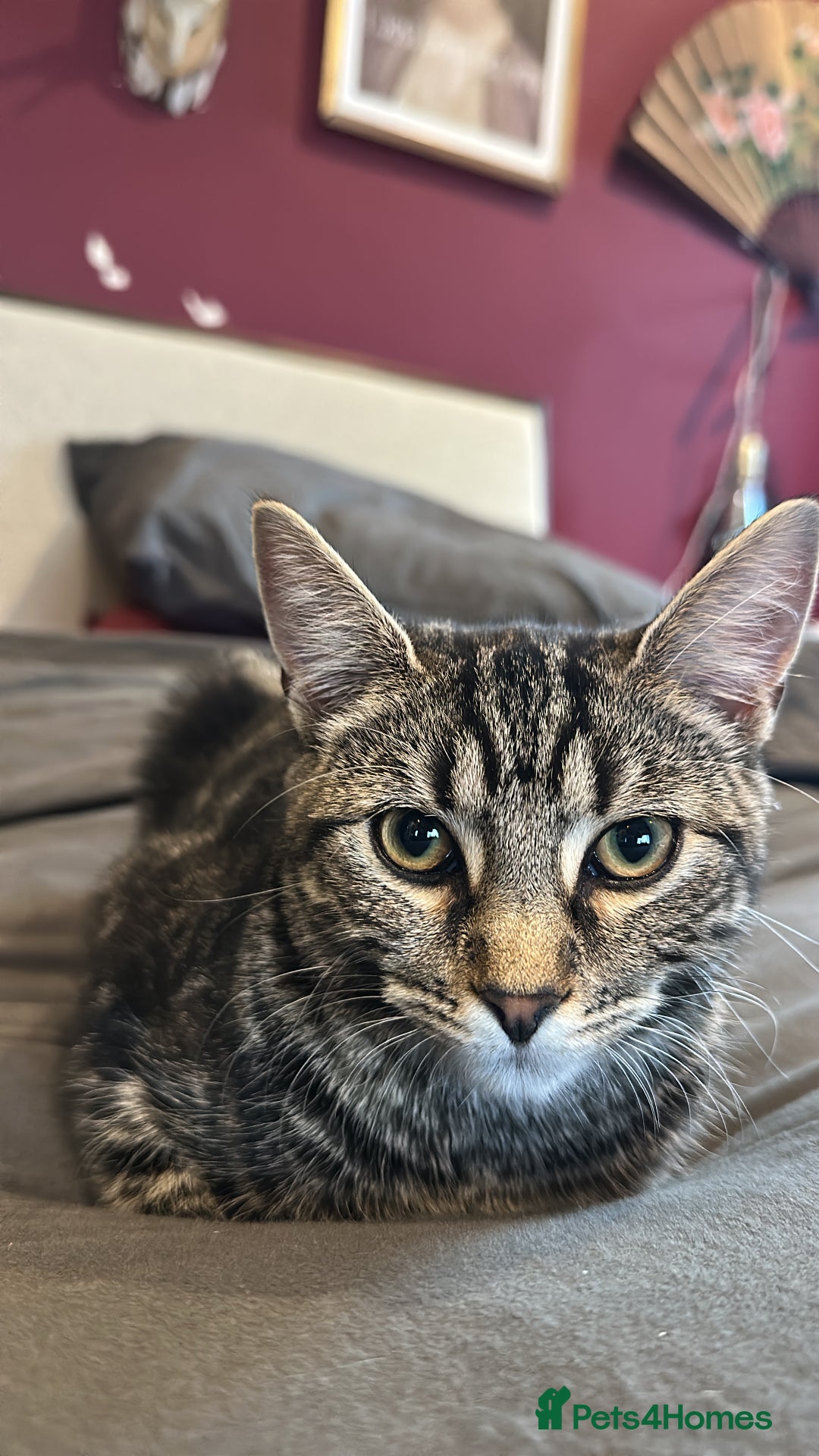 Mixed Breed cats for sale: Kitten for re homing  - Advert 5