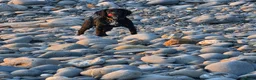 Cocker Spaniel dogs for stud: Cocker spaniel English - Advert 7