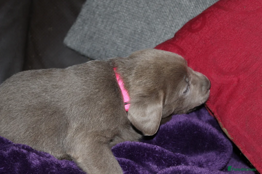 Labrador Retriever dogs for sale: 🔥 KC LABRADOR PUPPIES SILVER CHOCOLATE AND BLACK - Advert 33