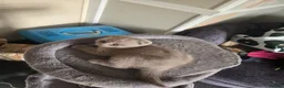Scottish Fold cats for sale: Gorgeous & calm British Blue Scottish Fold kittens - Advert 5