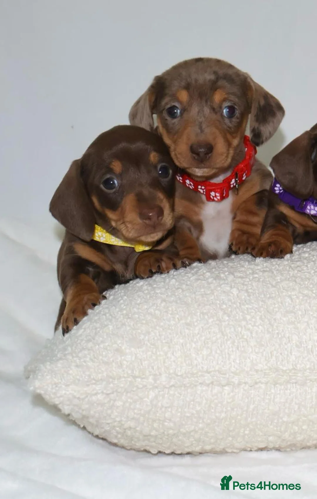 Miniature Dachshund dogs for sale: Miniature dachshund puppies 🐶  - Advert 3