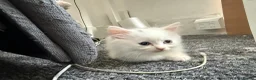 Turkish Angora cats for sale: Turkish angora mix with Persian - Advert 6