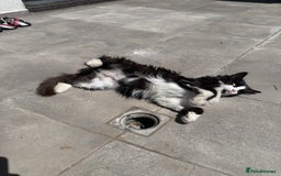 Domestic Shorthair cats for sale: Bulgarian Stray Cat Needing Loving Home - Image 7