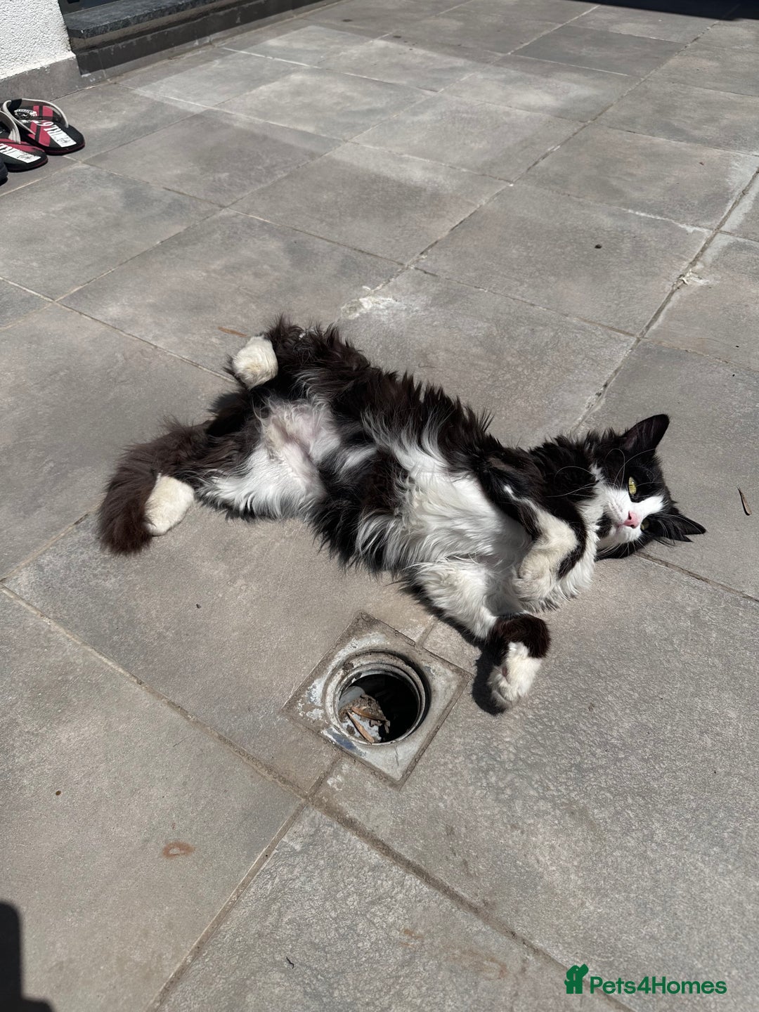 Domestic Shorthair cats for sale: Bulgarian Stray Cat Needing Loving Home - Image 7