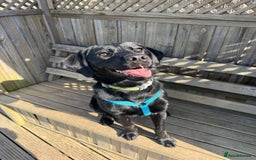 Mixed Breed dogs for adoption: Holly is in search of her forever home.  - Image 2