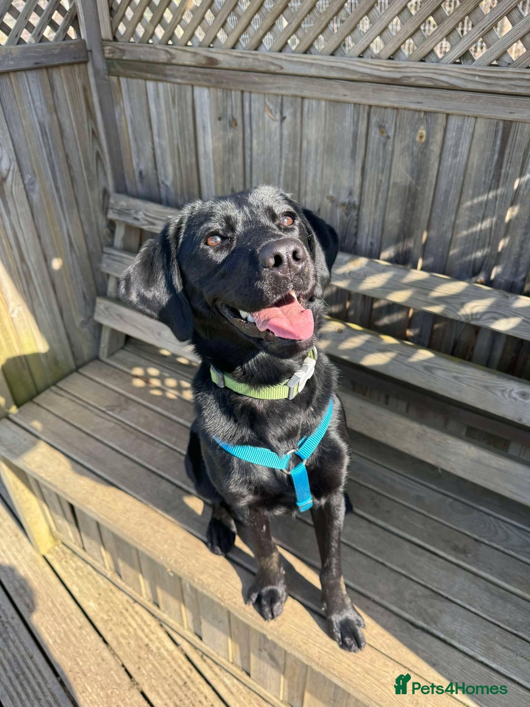 Mixed Breed dogs for adoption: Holly is in search of her forever home.  - Image 2