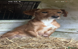 Mixed Breed dogs for sale: 6 Cocker jack puppies - Image 11