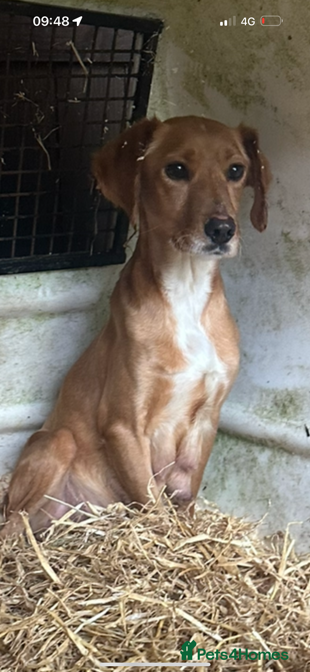 Mixed Breed dogs for sale: 6 Cocker jack puppies - Image 11