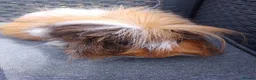Guinea Pig rodents for sale: Single Peruvian boar and bonded mixed bead pair - Advert 4