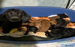 Cockapoo dogs for sale: Cockapoos puppies  - Image 16