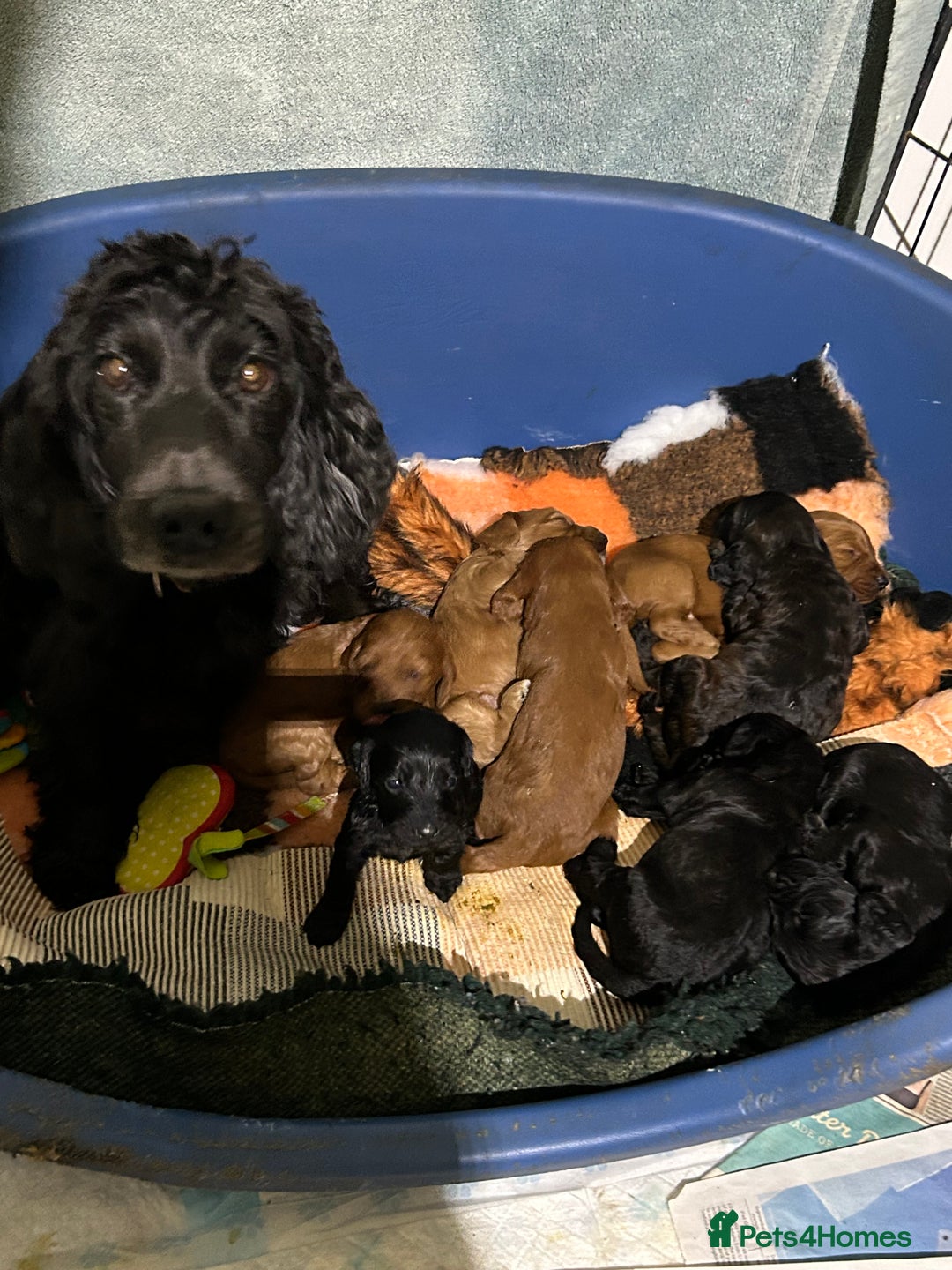 Cockapoo dogs for sale: Cockapoos puppies  - Image 16