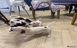 Jack Russell dogs for sale: Two girl puppies available  - Image 1