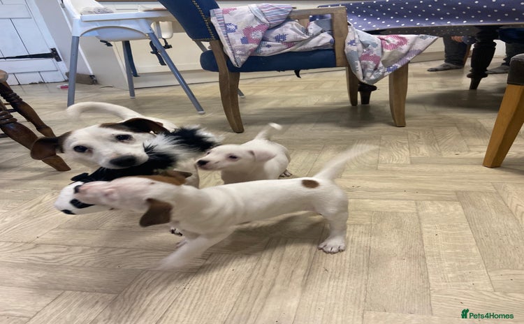 Jack Russell dogs - Advert 1