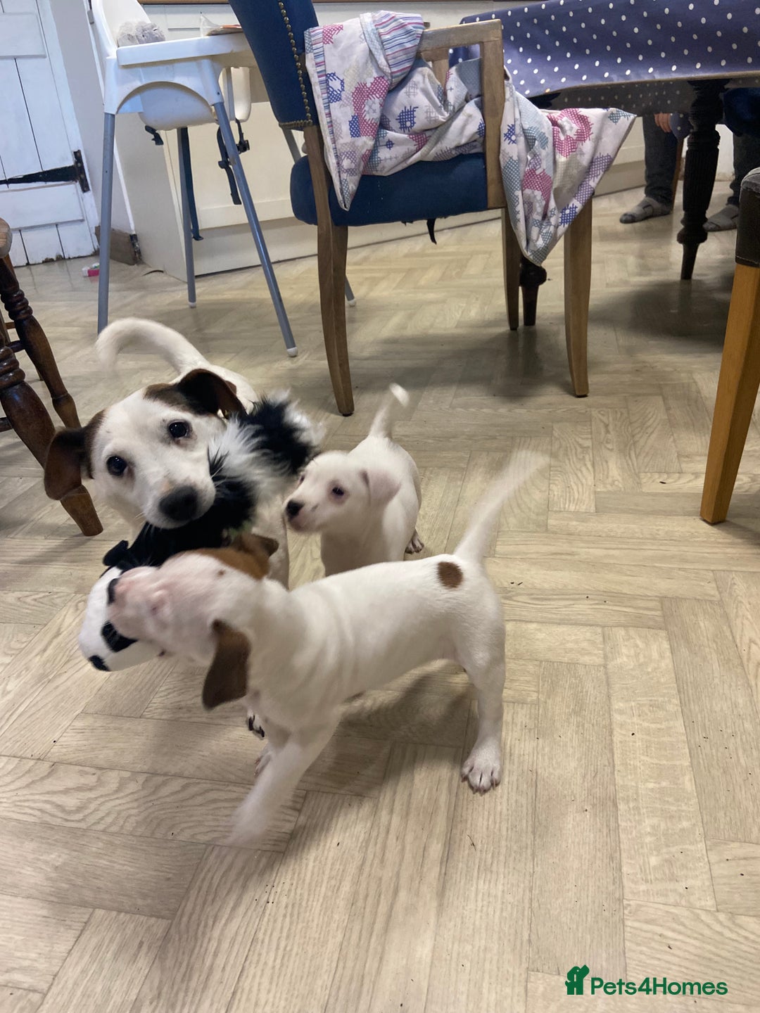 Jack Russell dogs for sale: Two girl puppies available  - Image 1