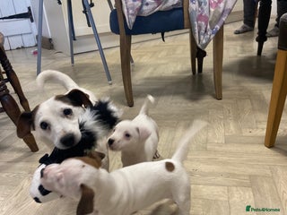 Jack Russell dogs - Advert 2