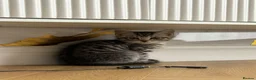 Mixed Breed cats for sale: 😺LOVELY KITTES Available for Collection Today!😺 - Advert 23