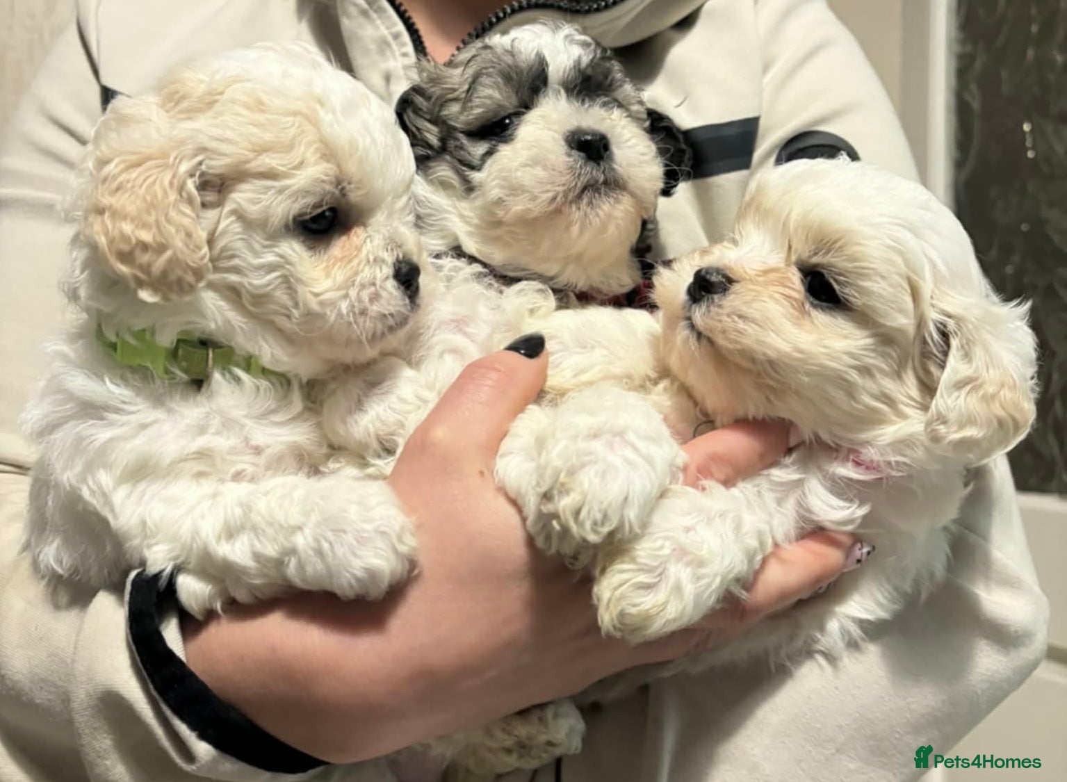 Shihpoo dogs Beautiful teddy bears 🧸  - Advert 6