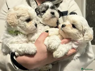 Shihpoo dogs Beautiful teddy bears 🧸 - Advert 6