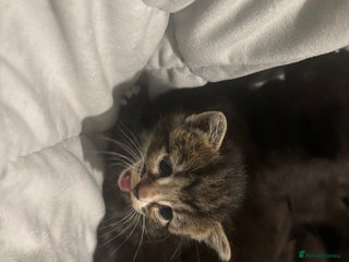 Mixed Breed cats Kittens for sale - Advert 1