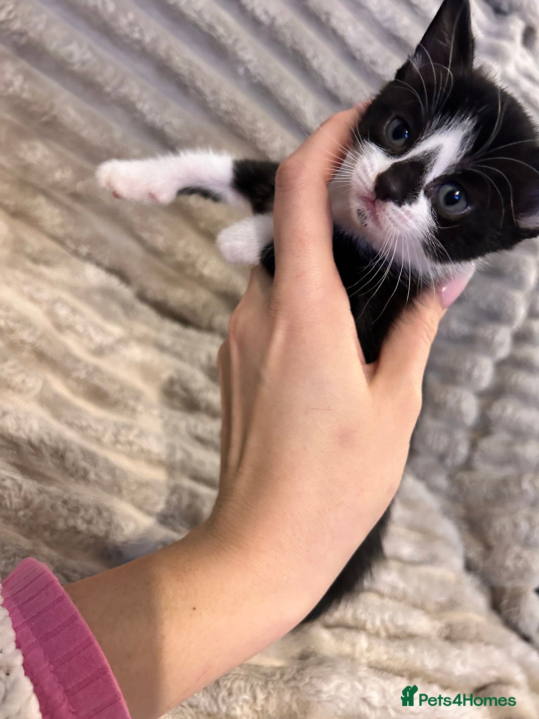 Mixed Breed cats for sale: 3 kittens for sale  - Advert 9