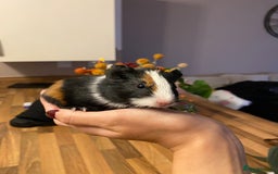 Guinea Pig rodents for sale: Baby female Guinea pigs - Image 14